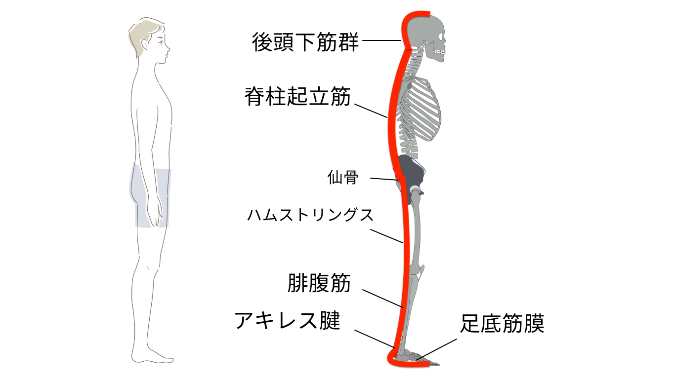 筋膜　スーパーフィシャル・バックライン（SBL)